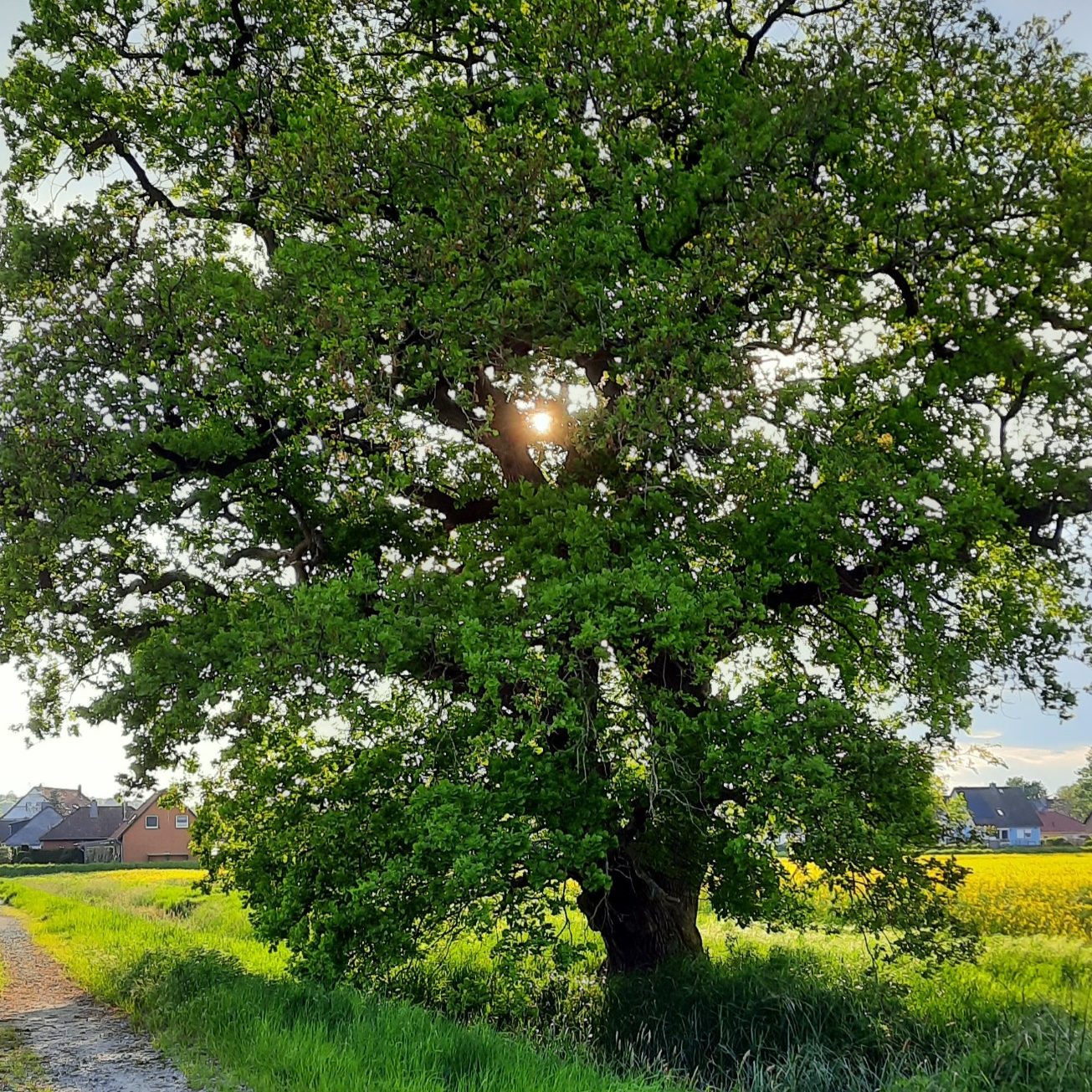 Großer Baum mit dichten Blättern, Sonnenstrahlen scheinen durch die Äste.